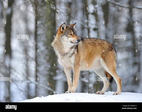 Mackenzie valley wolf, Canadian timber wolf (Canis lupus occidentalis ...