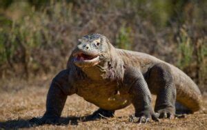 Image result for Monitor Lizard Running Speed