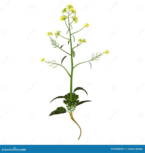 Mustard-plant stock illustration. Illustration of blossom - 55400351