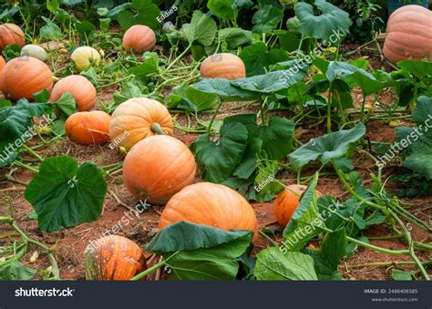 Pumpkin Patch Large Ripe Pumpkins Lush Stock Photo 2486406585 ...