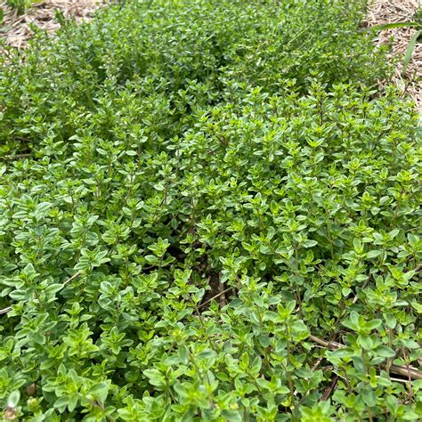 Creeping Thyme – Hudson Valley Seed Company
