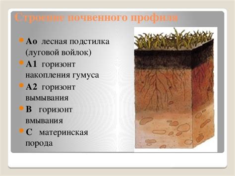 Презентация "Почвы России."