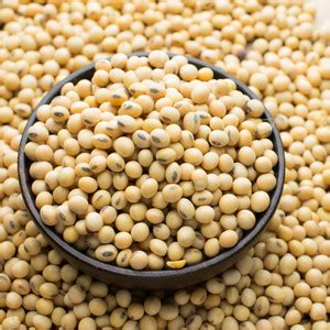 Rudra soyabean, soyabean seed, soyabean whole Seed Price in India - Buy ...