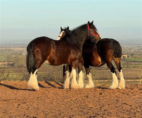 Heart Trees Heavy Horses Open Day 2025, Hose, Leicestershire, Melton ...