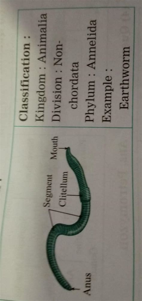 Draw and label the various parts of the earthworm. Write the ...