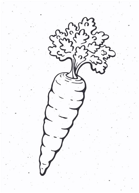 Carrot Outline Clip Art
