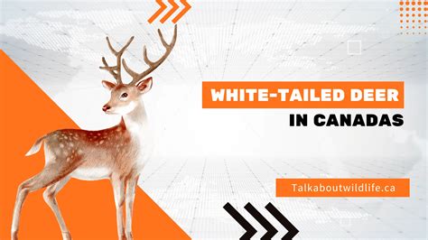 White-tailed deer in Canada: Features, Speices & Best Time to See