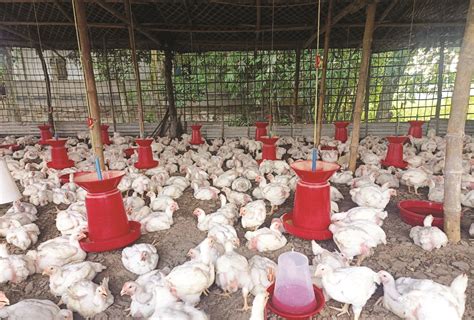 Siliguri Poultry Feed Plant inaugurated; about rupees five crore spent ...