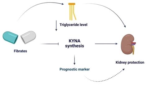 Effects of Fenofibrate and Gemfibrozil on Kynurenic Acid Production in ...