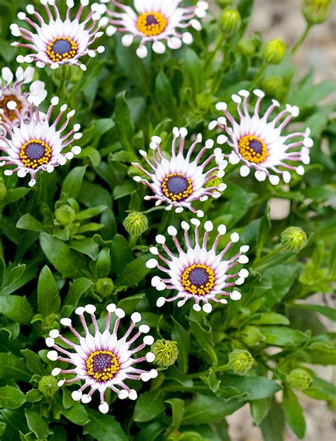 African Daisy Seedlings