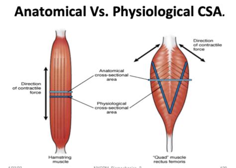 Image result for What Is Muscle Architecture Force Generation