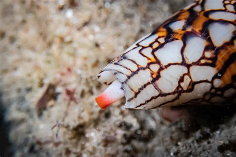 Image result for Conus Textile Shell