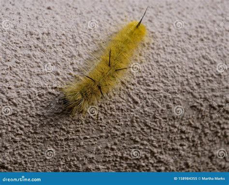 Caterpillar American Dagger Moth Stock Image - Image of acronicta, wall: 158984355