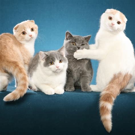 Kittens, Cats and Cowboy Hats cat show