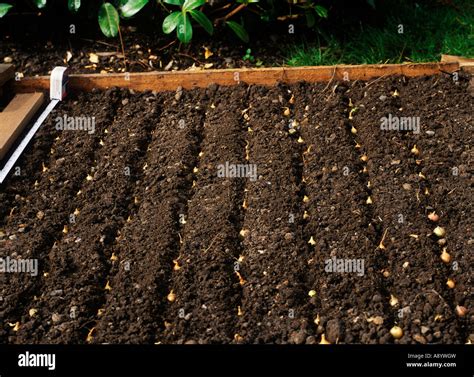 PLANTING ONION SETS ON A RAISED BED Stock Photo - Alamy