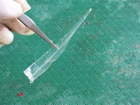 Squid Dissection : 11 Steps (with Pictures) - Instructables