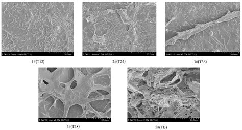 Biofilm Characteristics and Microbial Community Structure in Pipeline ...