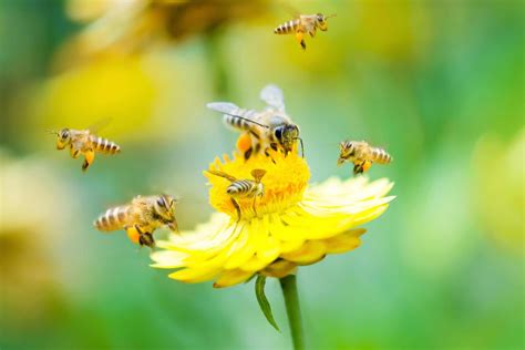 Michigan Flowers For Bees | Best Flower Site