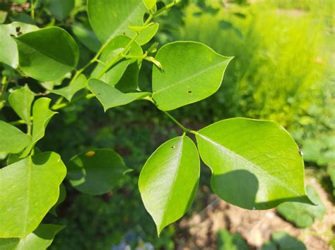 Rosewood - Dalbergia sissoo Tree Plant – M-Tech Gardens