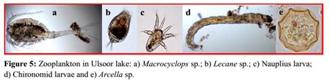Environmental flow assessment in a lotic ecosystem of Central Western ...