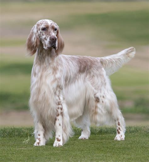 English Setters: Show & Working Types