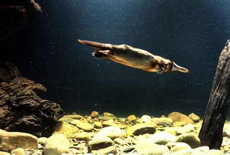 Platypus - The Australian Museum