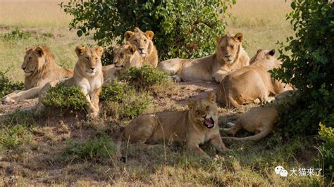 狮子为什么是群居动物？科学家用40年研究了5000只狮子才找到答案_狮群