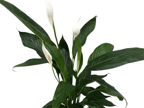 Spathiphyllum