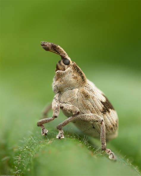 Felix Neff (@FelixNeff@ecoevo.social) - ecoevo.social