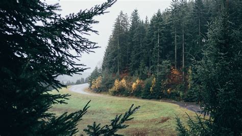Wallpaper forest, road, turn, trees, lawn hd, picture, image