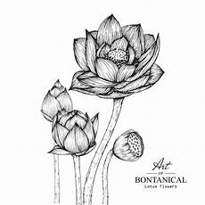 disegni fiore di loto lotus flower drawings vector premium disegni fiore di loto lotus flower drawings vector premium