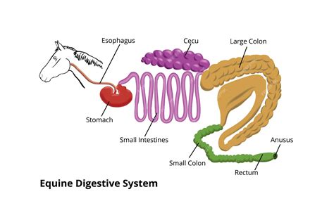 Premium Vector | Equine digestive system horse info graphic poster design