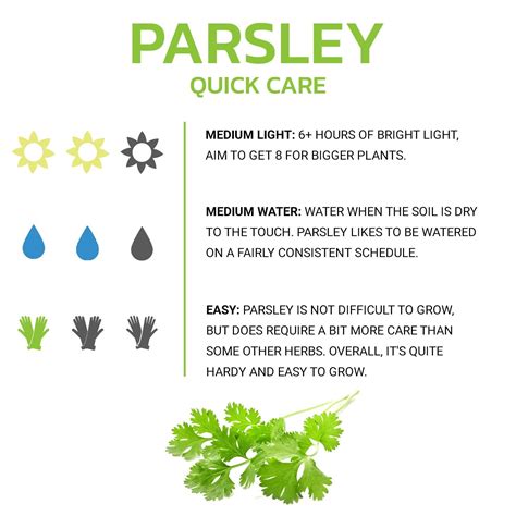 Growing Parsley Indoors | Growing parsley, Growing herbs indoors, Growing parsley indoors