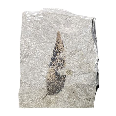 Leaf Fossil – CrystalCaveIndia
