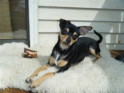 life in the dog house: World's Biggest Chihuahua?