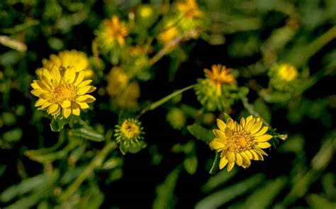 Weeds With Yellow Flowers In Grass at Timothy Bottom blog