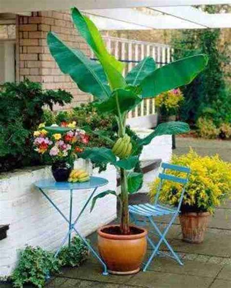 My Dream Nursery Banana Plant Price in India - Buy My Dream Nursery ...