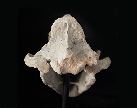 Juvenile Hyaenodon Skull — Still Life Fossils