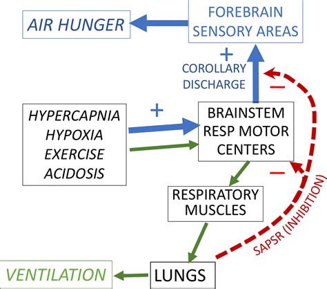 AIR HUNGER: A PRIMAL SENSATION AND A PRIMARY ELEMENT OF DYSPNEA - PMC