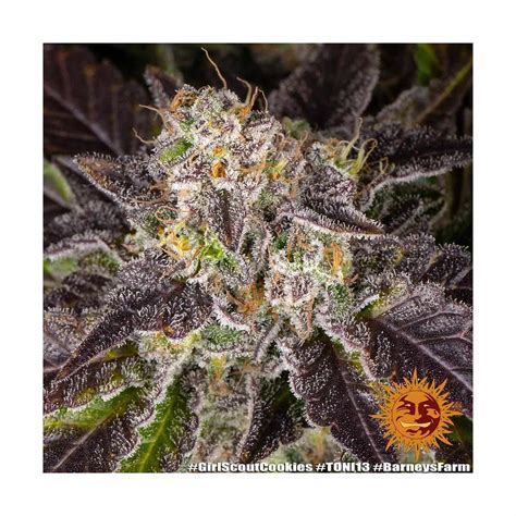 BARNEYS FARM Girl Scout Cookies Fem. 3 Stück - Living Soil & Growshop