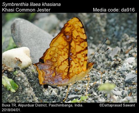 Symbrenthia lilaea | Butterfly