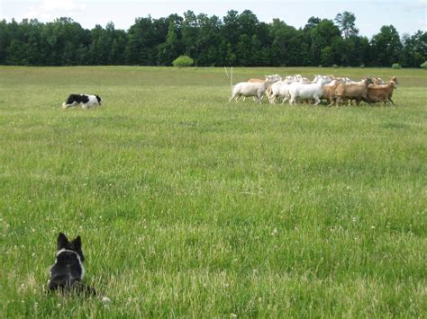 How To Train Your Border Collie To Herd Cattle