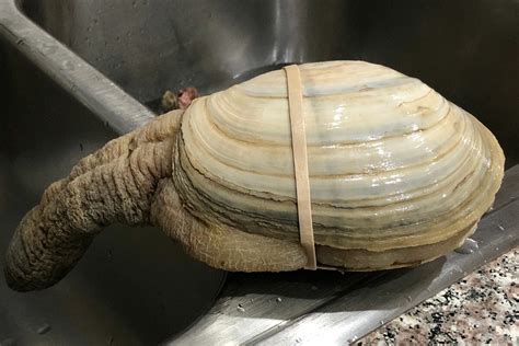 Image result for Geoduck Fun Facts