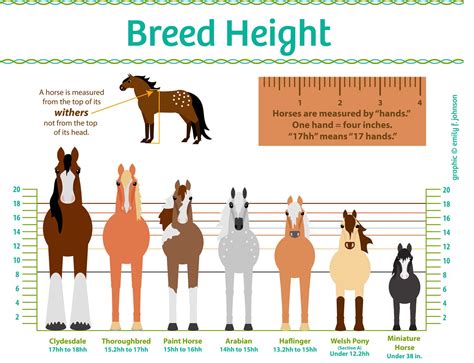 Horse height chart – Artofit
