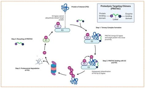 Targeted Protein Degradation in Cancer: PROTACs, New Targets, and ...
