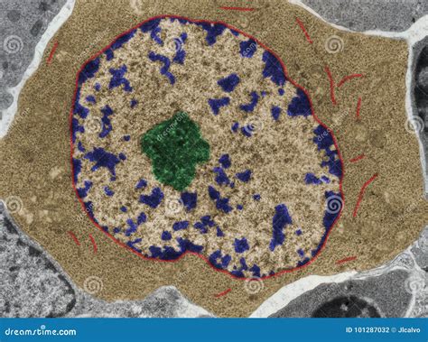 Ribosomes In A Microscope