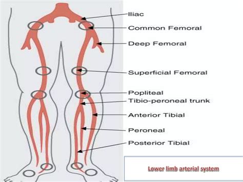 CHRONIC PERIPHERAL ARTERIAL OCCLUSIVE DISEASE | PPTX