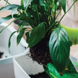 UGAOO Peace Lily Natural Live Indoor Plant - Medium : Amazon.in: Garden ...