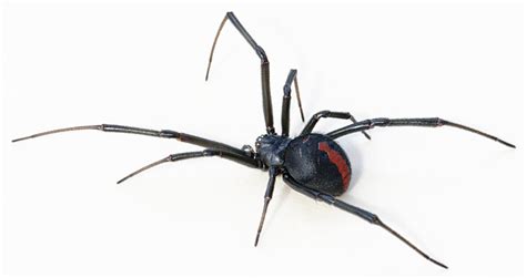 Download Animal Redback Spider HD Wallpaper
