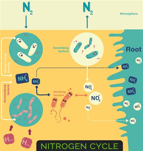 Image result for Nitrogen Fixation Process